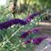 ...buddleja viola...
